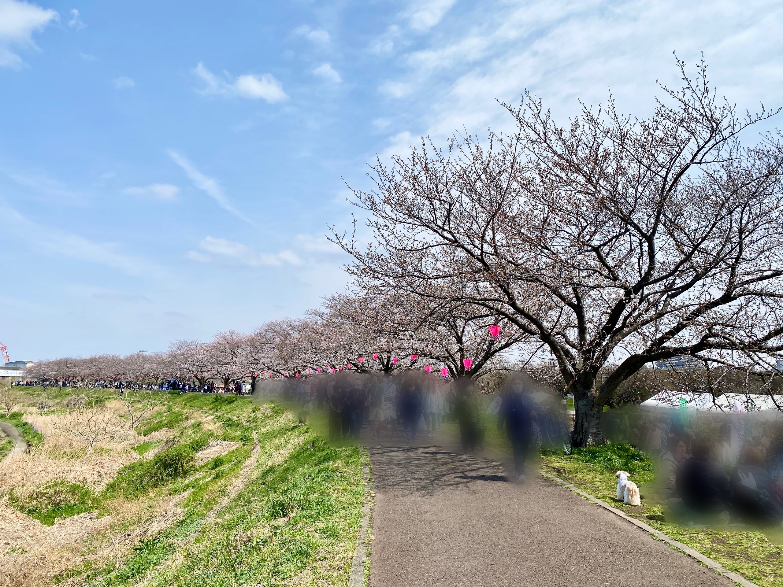 鶴見川沿いの桜並木