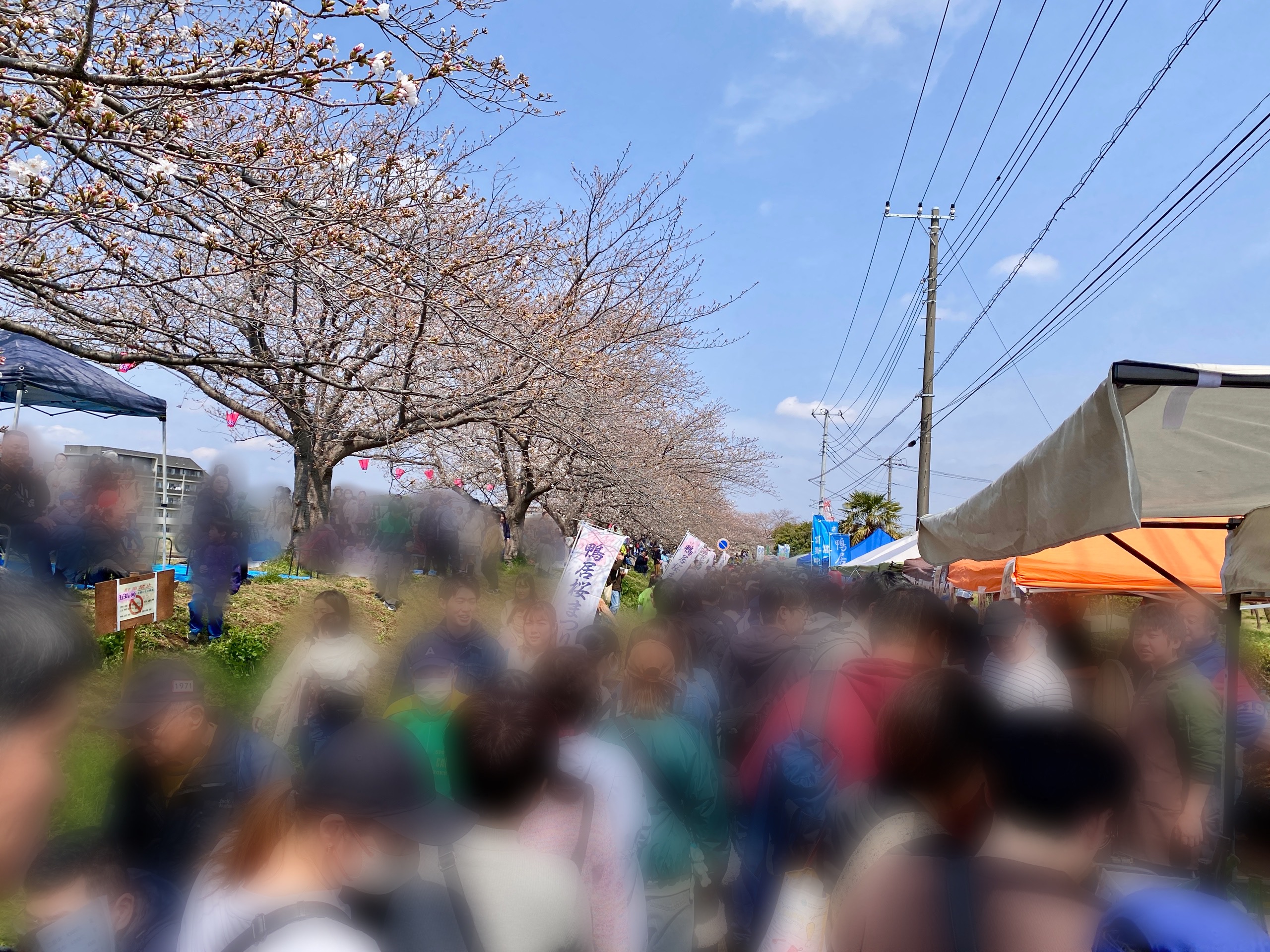 鴨居桜まつり会場