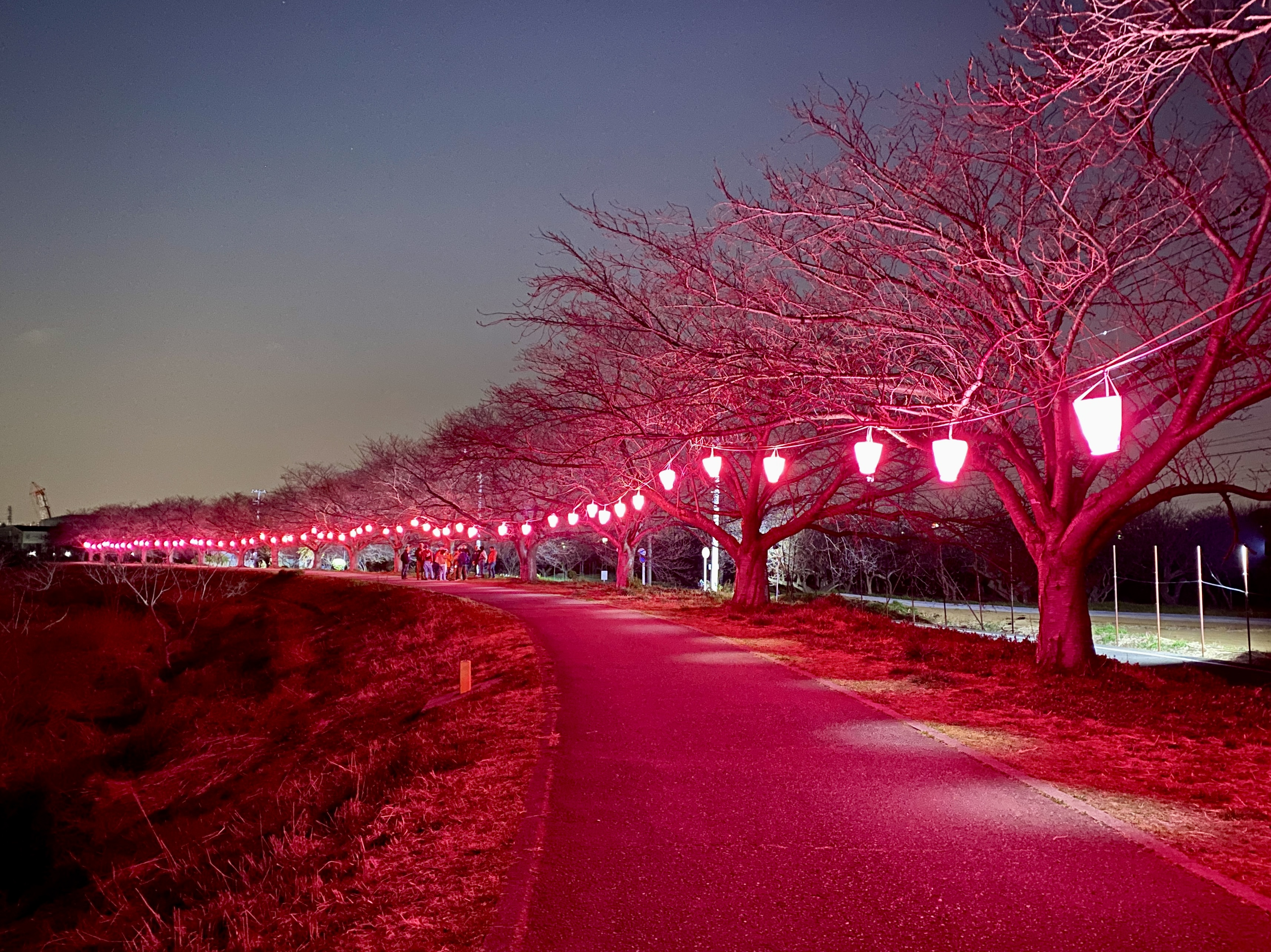 桜まつりライトアップの様子