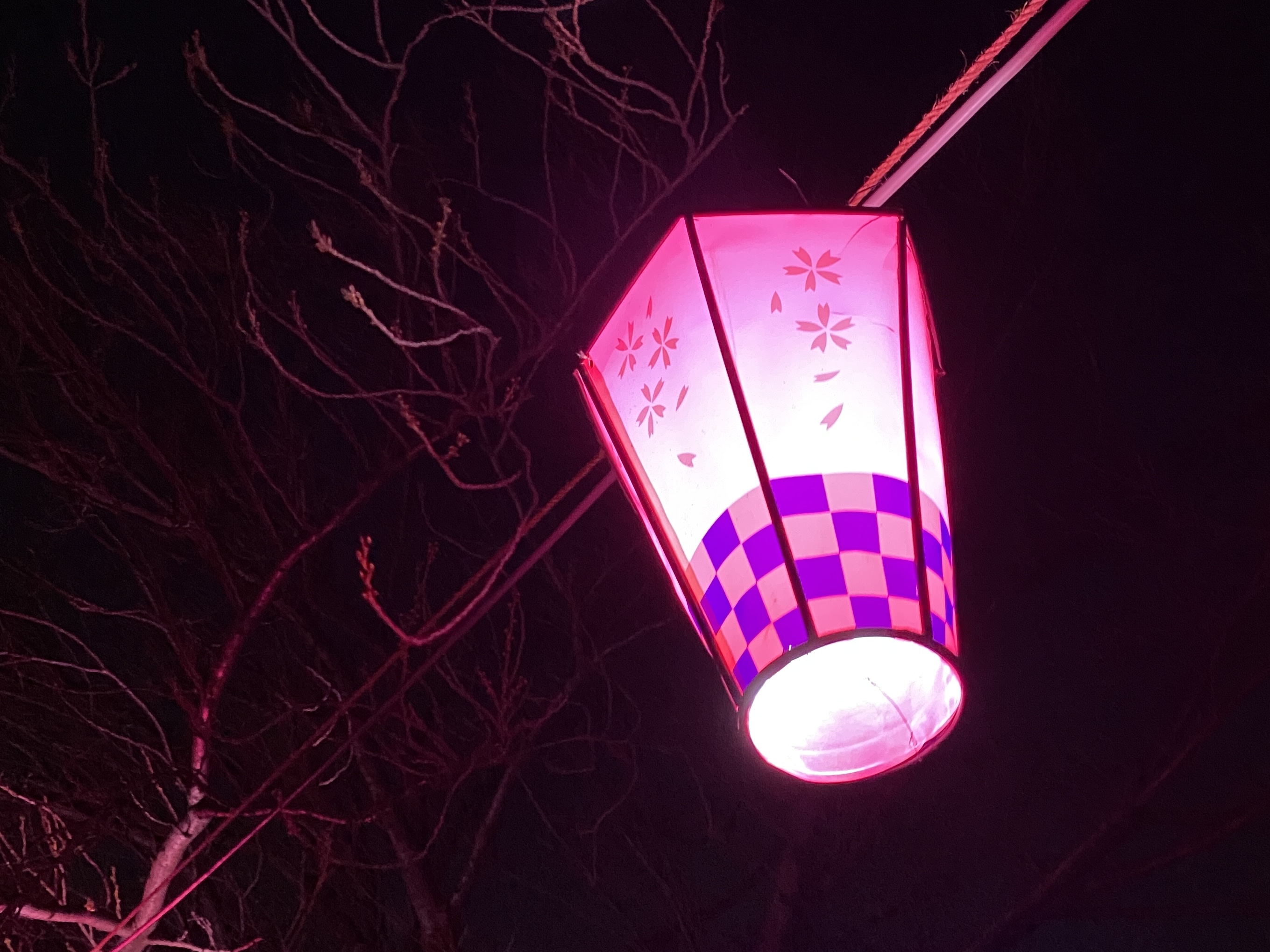 桜まつりライトアップ提灯