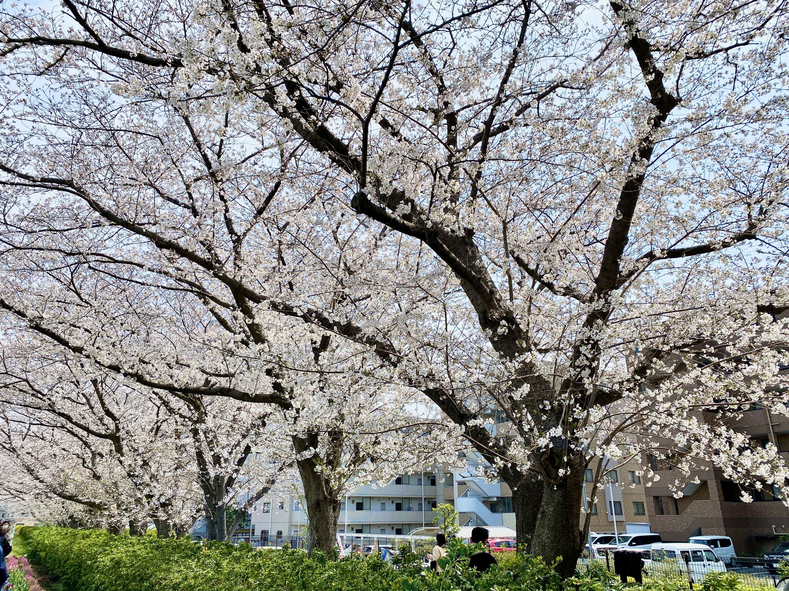 鴨池橋近くの桜並木