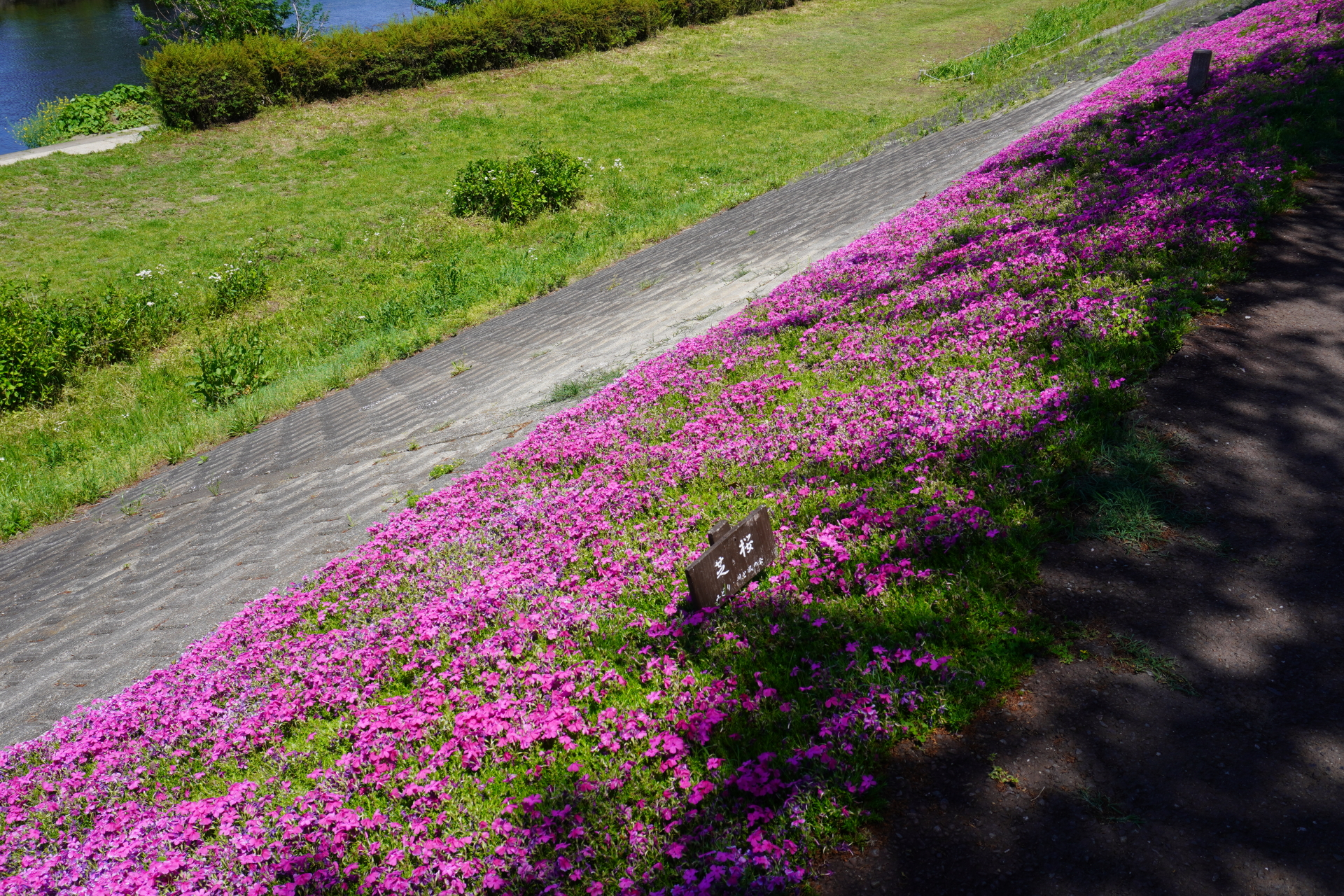 芝桜