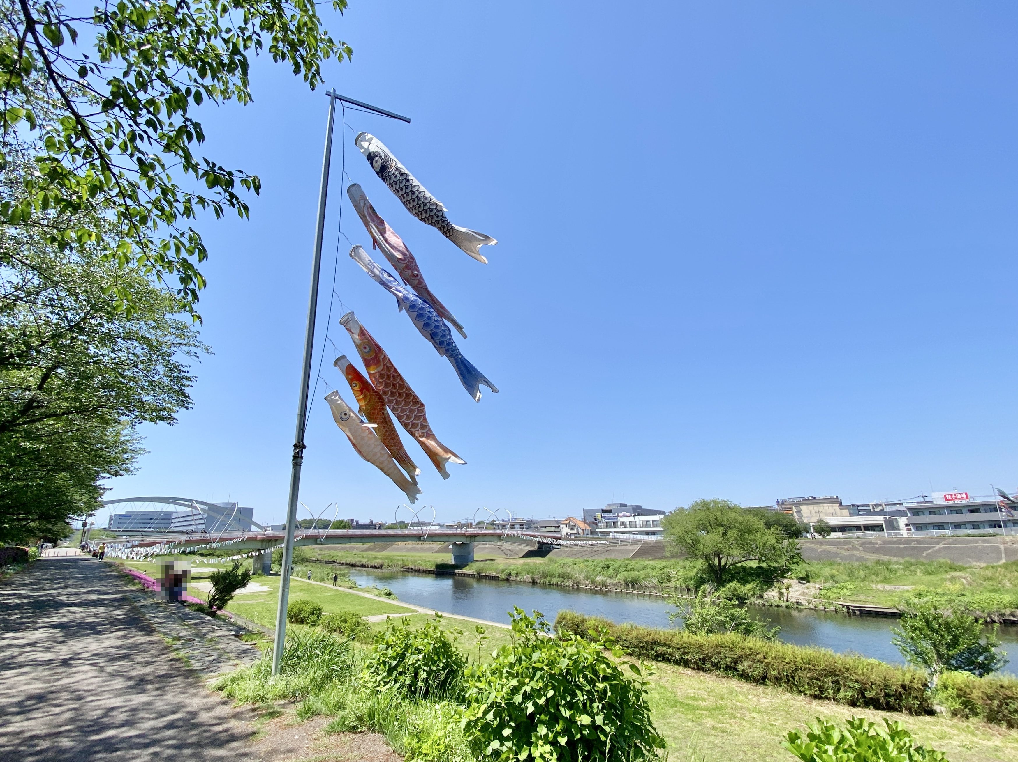 鶴見川のこいのぼり