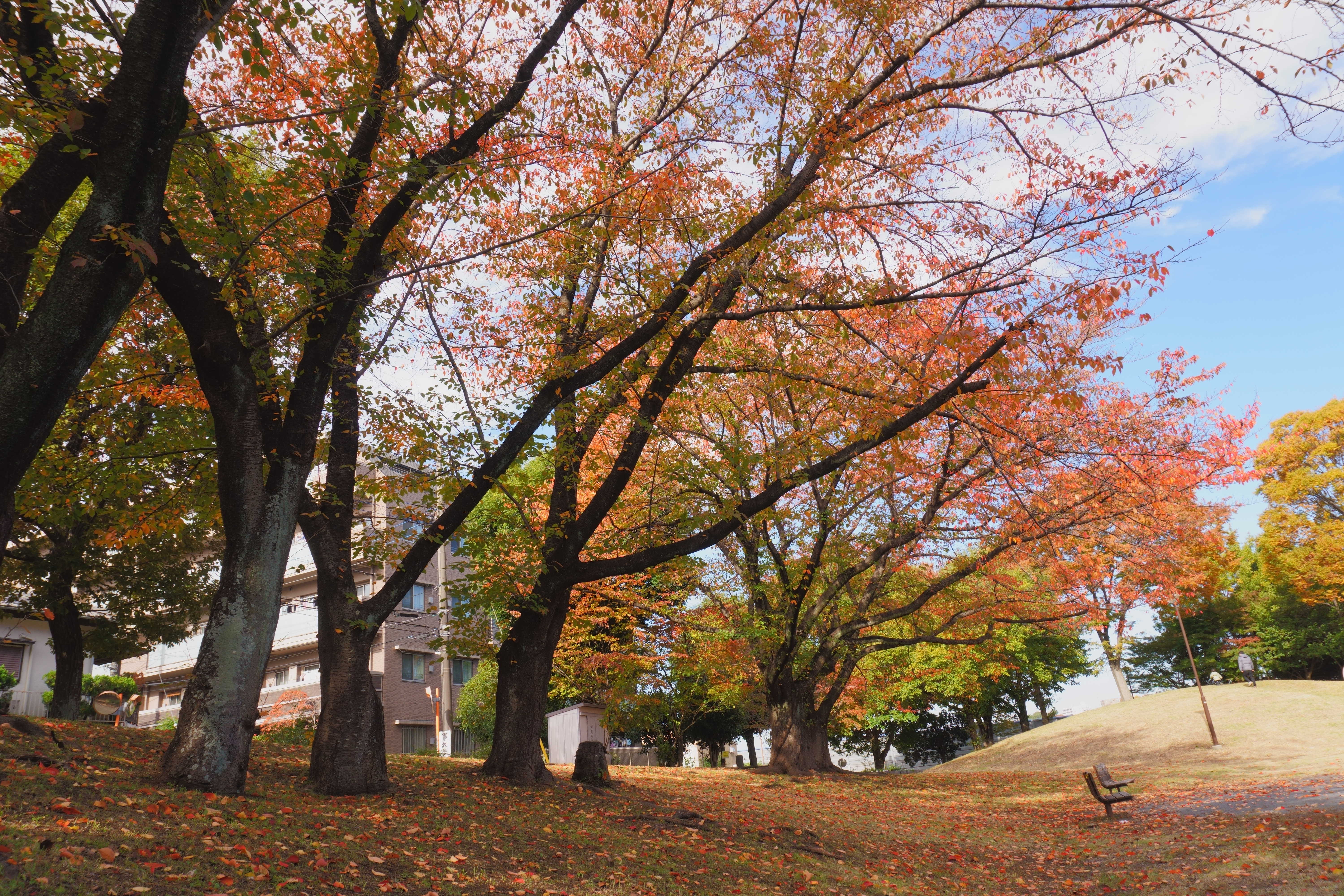十日市場公園の紅葉