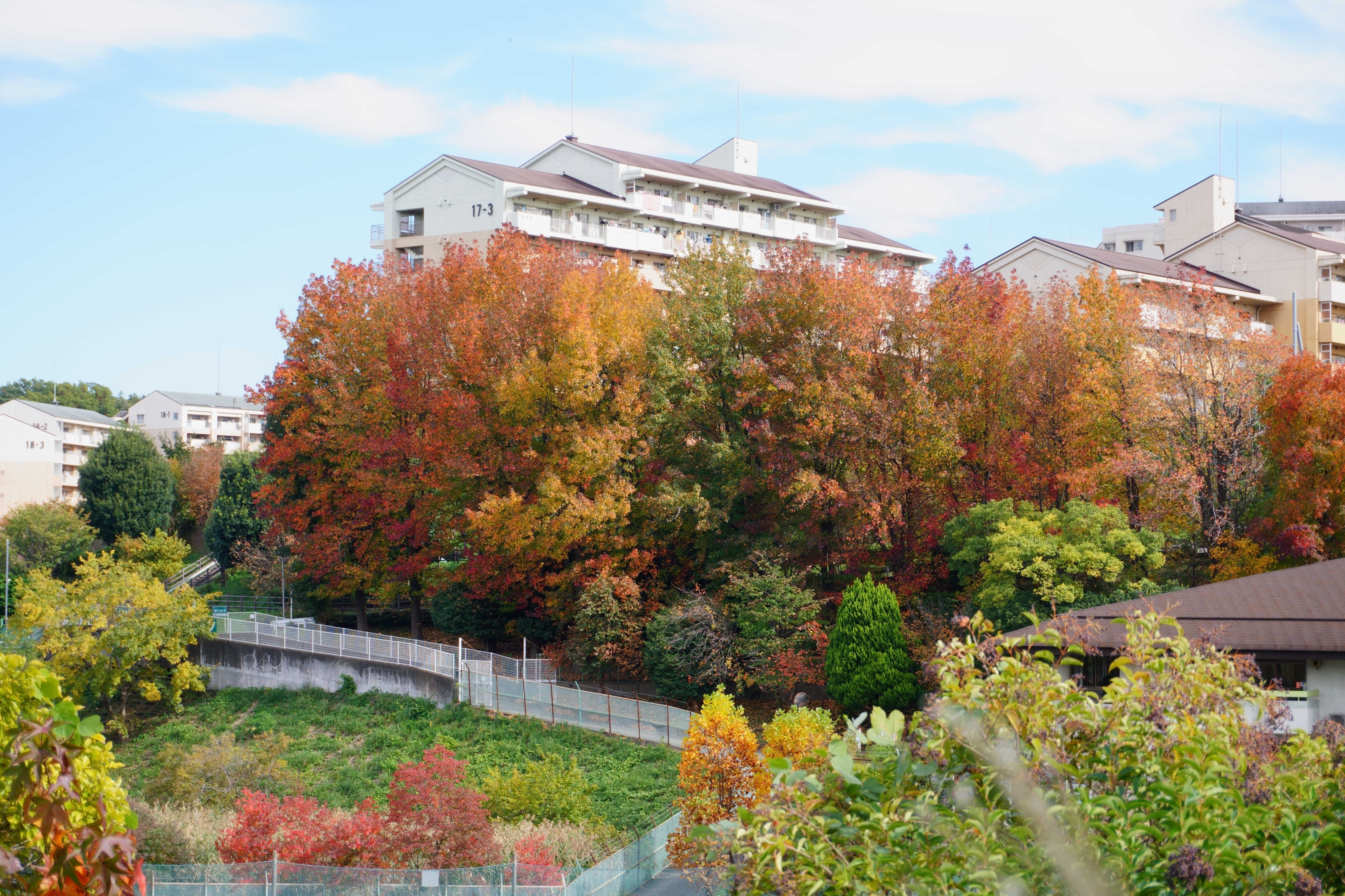 十日市場の紅葉