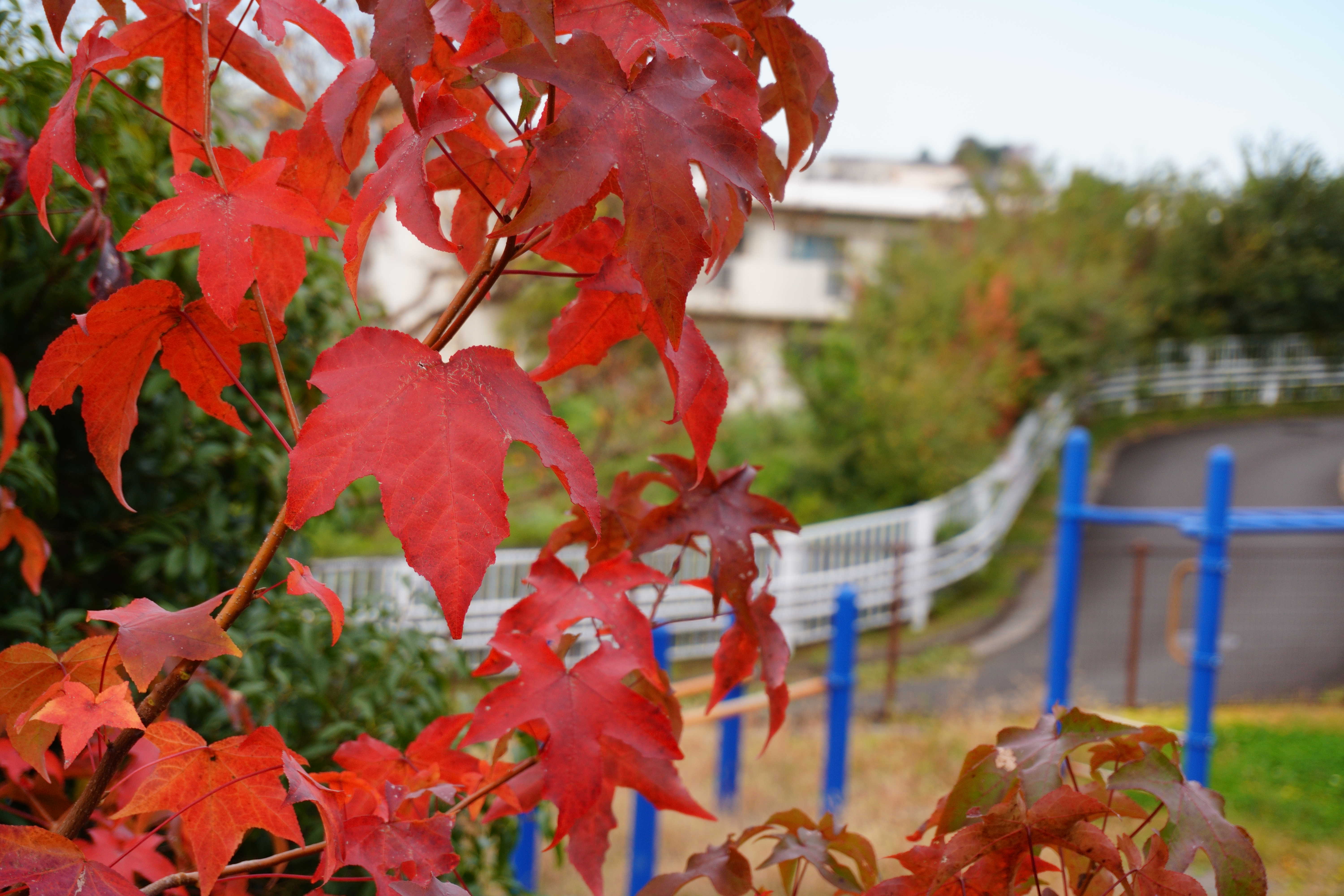 十日市場の紅葉