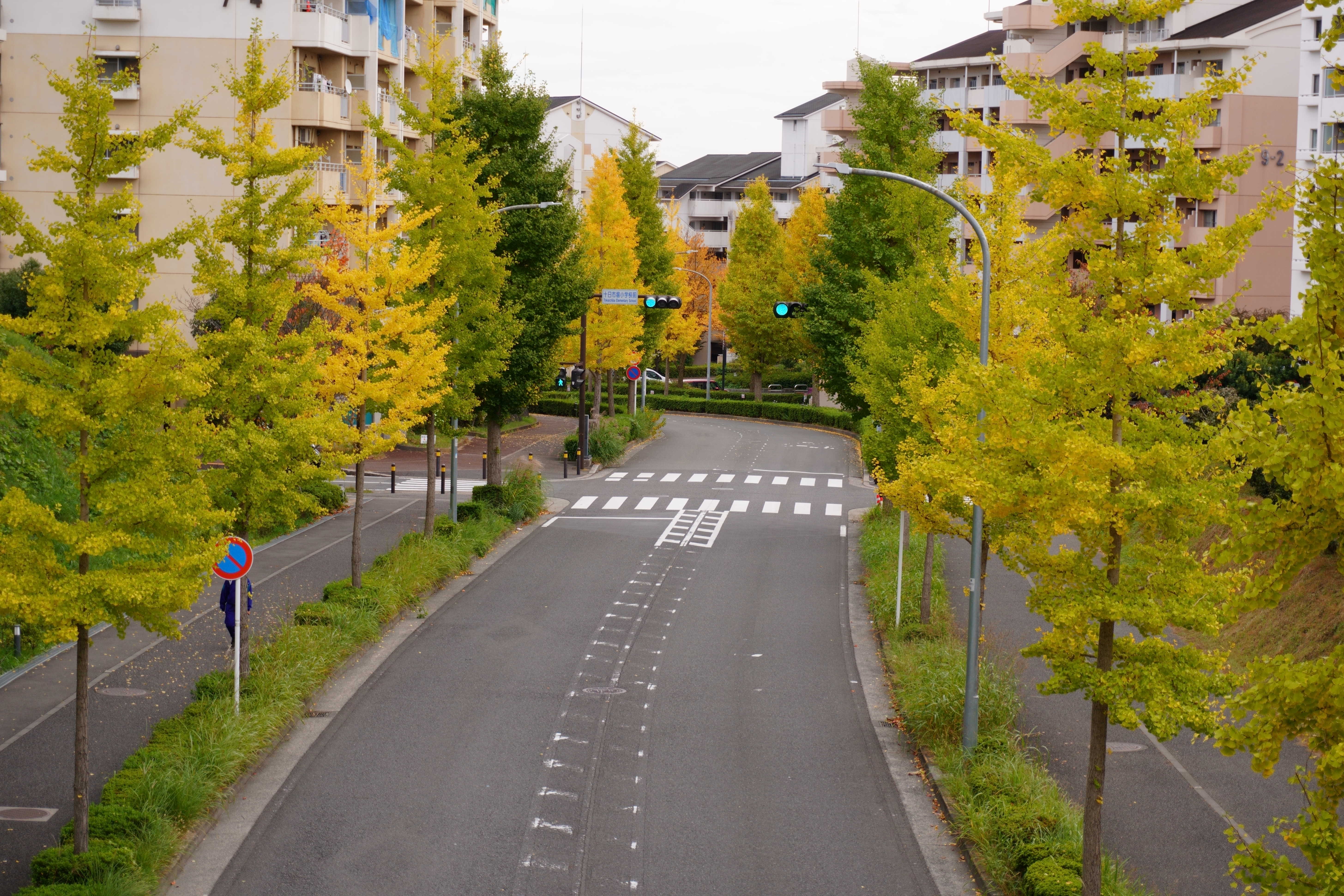十日市場の銀杏並木