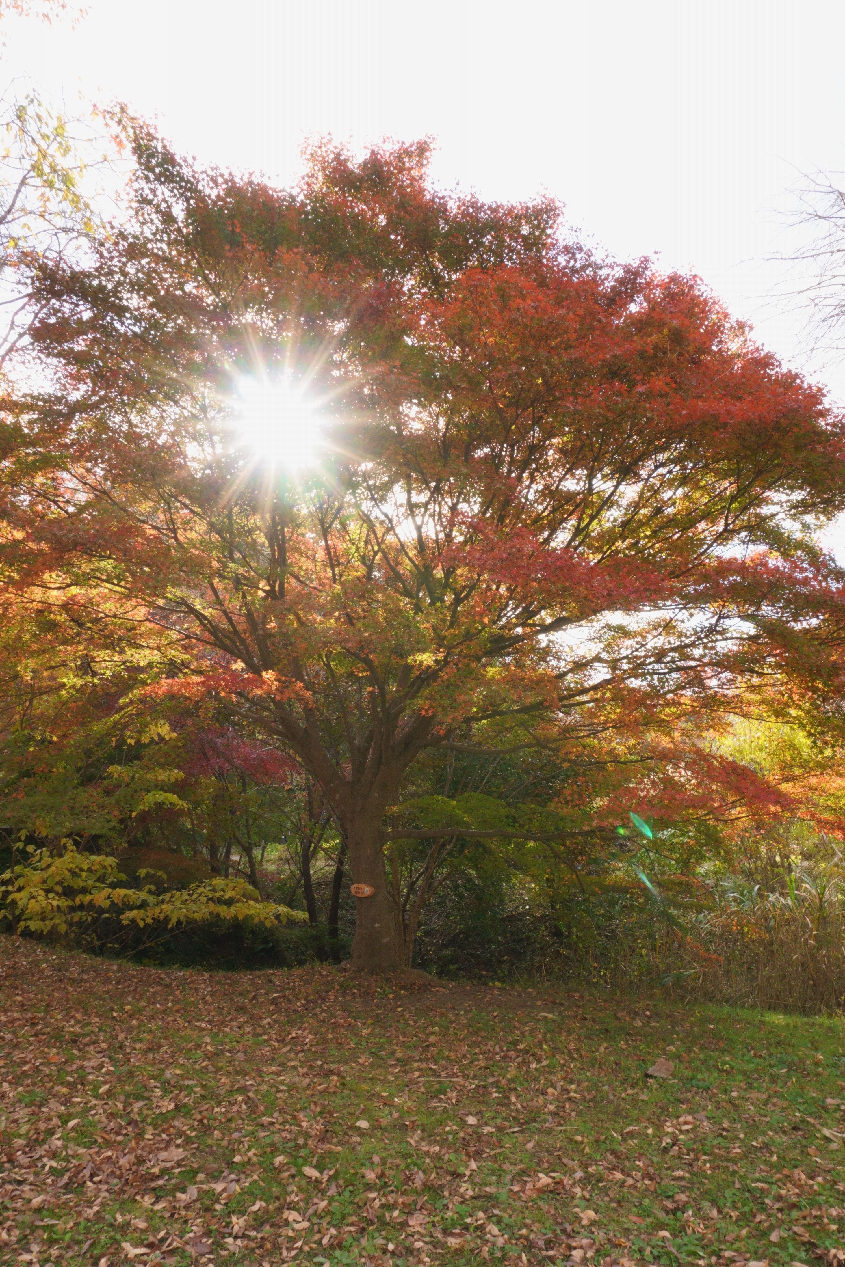 モミジと光芒