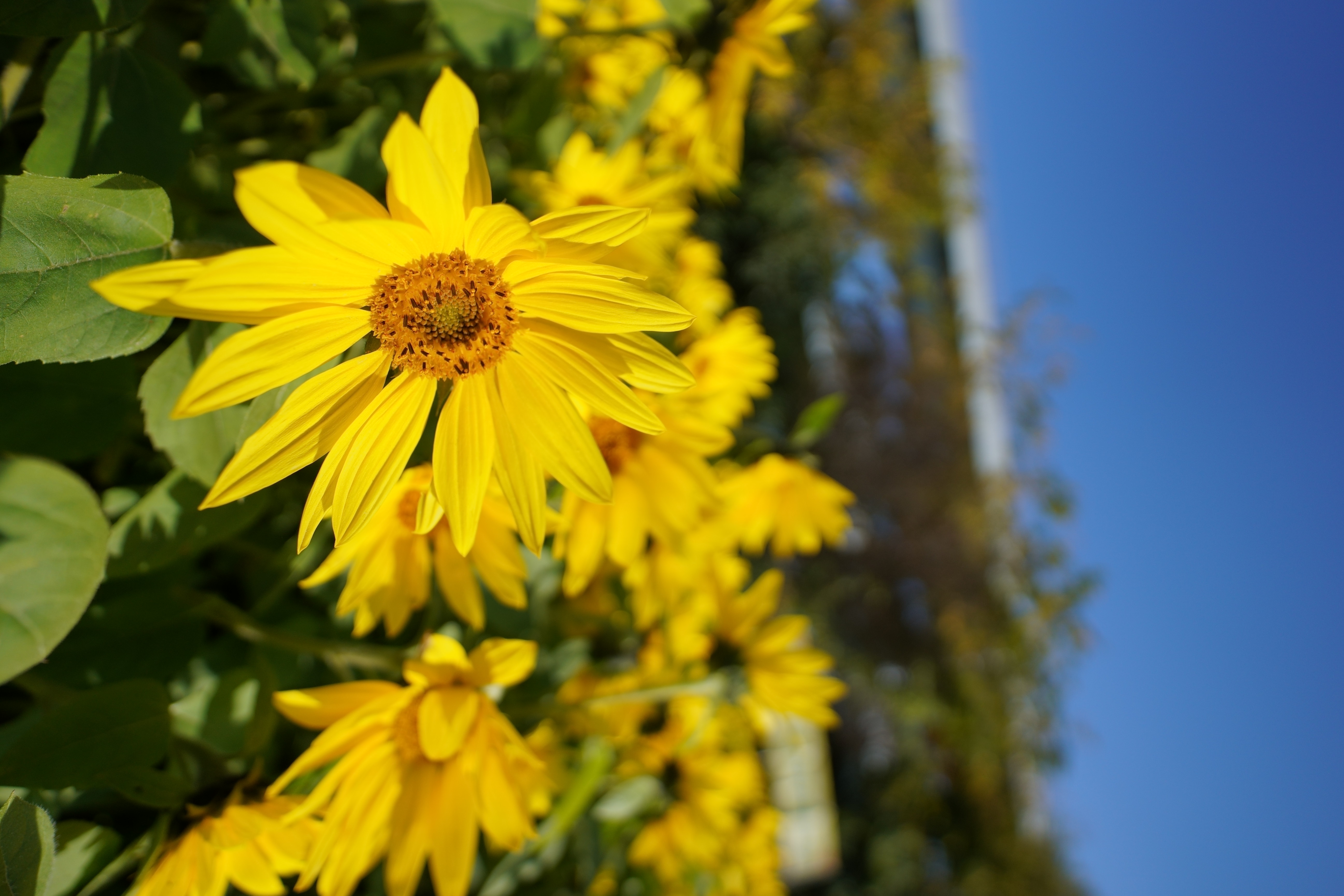 寒川町の冬のひまわり