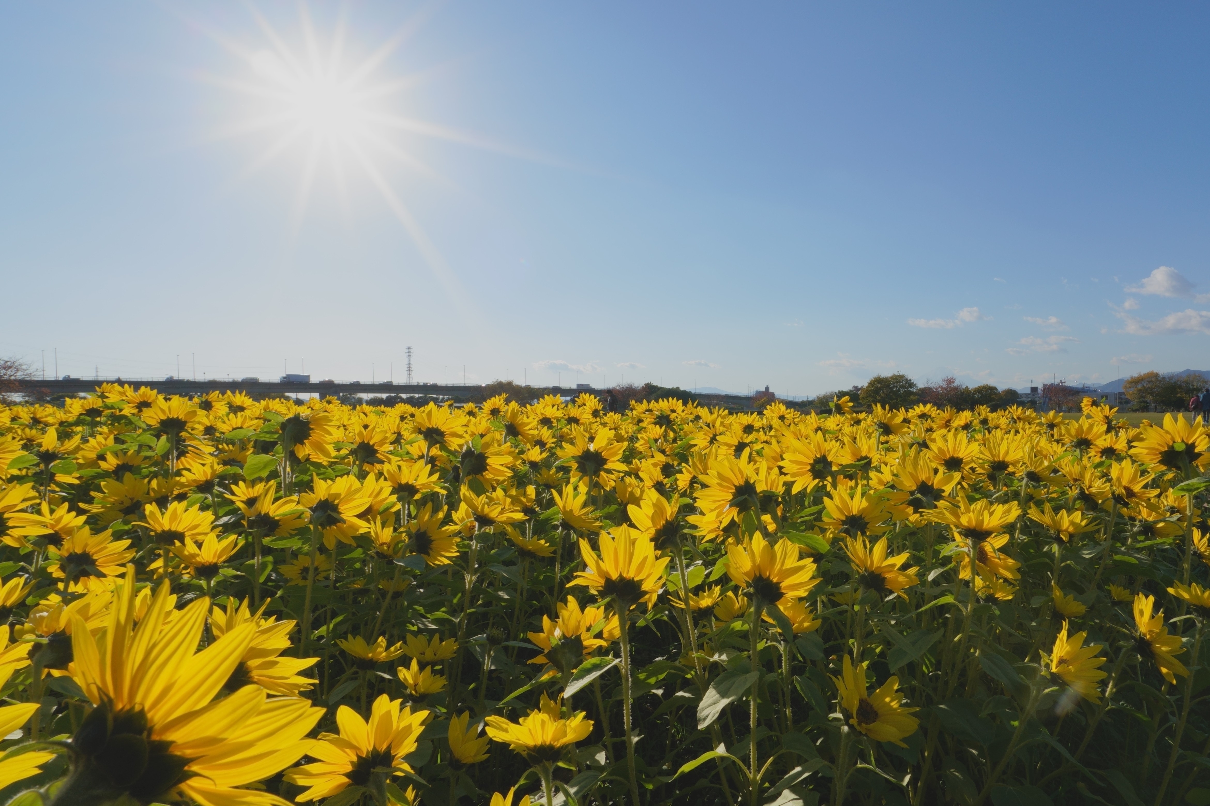 太陽に向かって咲くひまわり