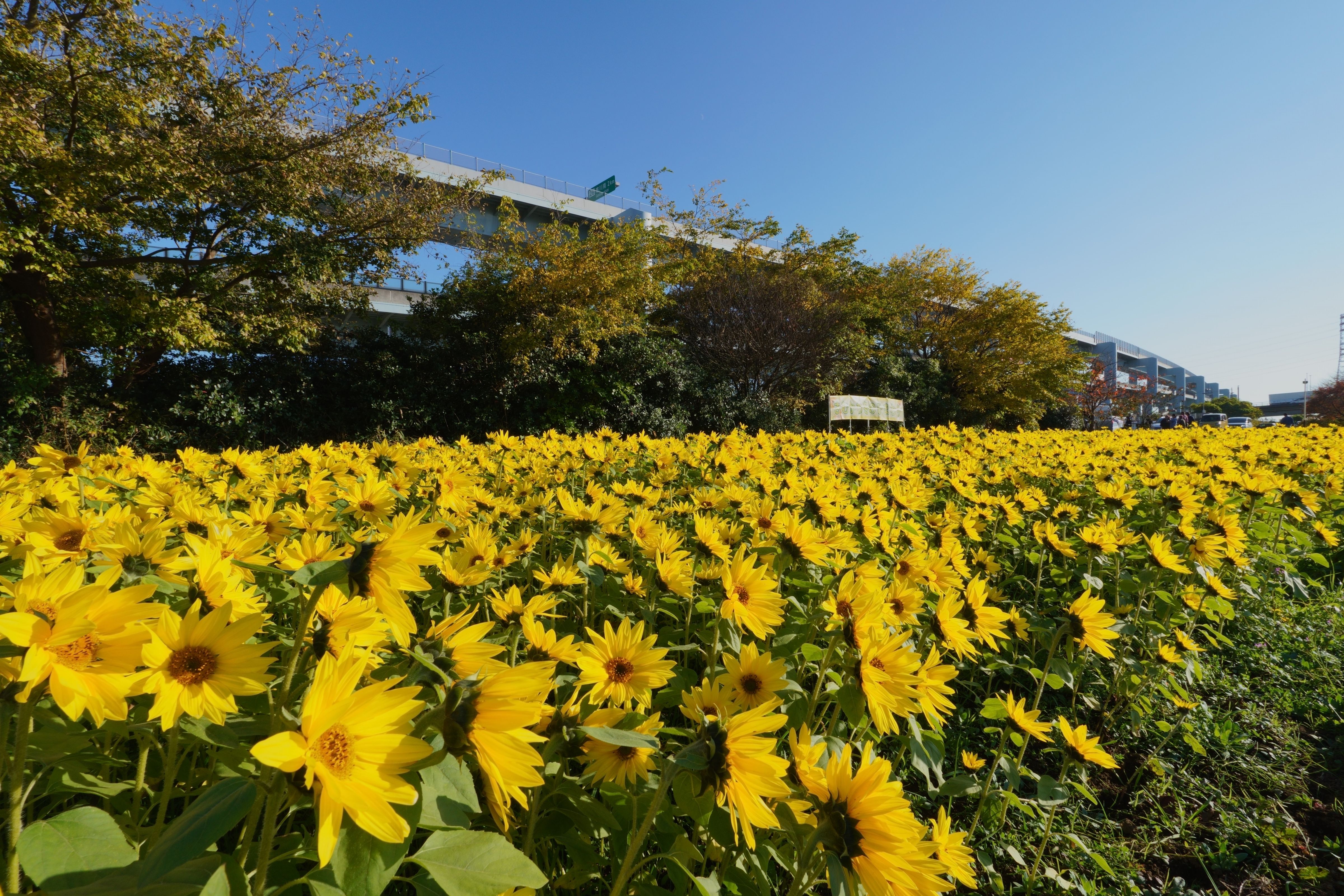 寒川町の川とのふれあい公園に咲くひまわり