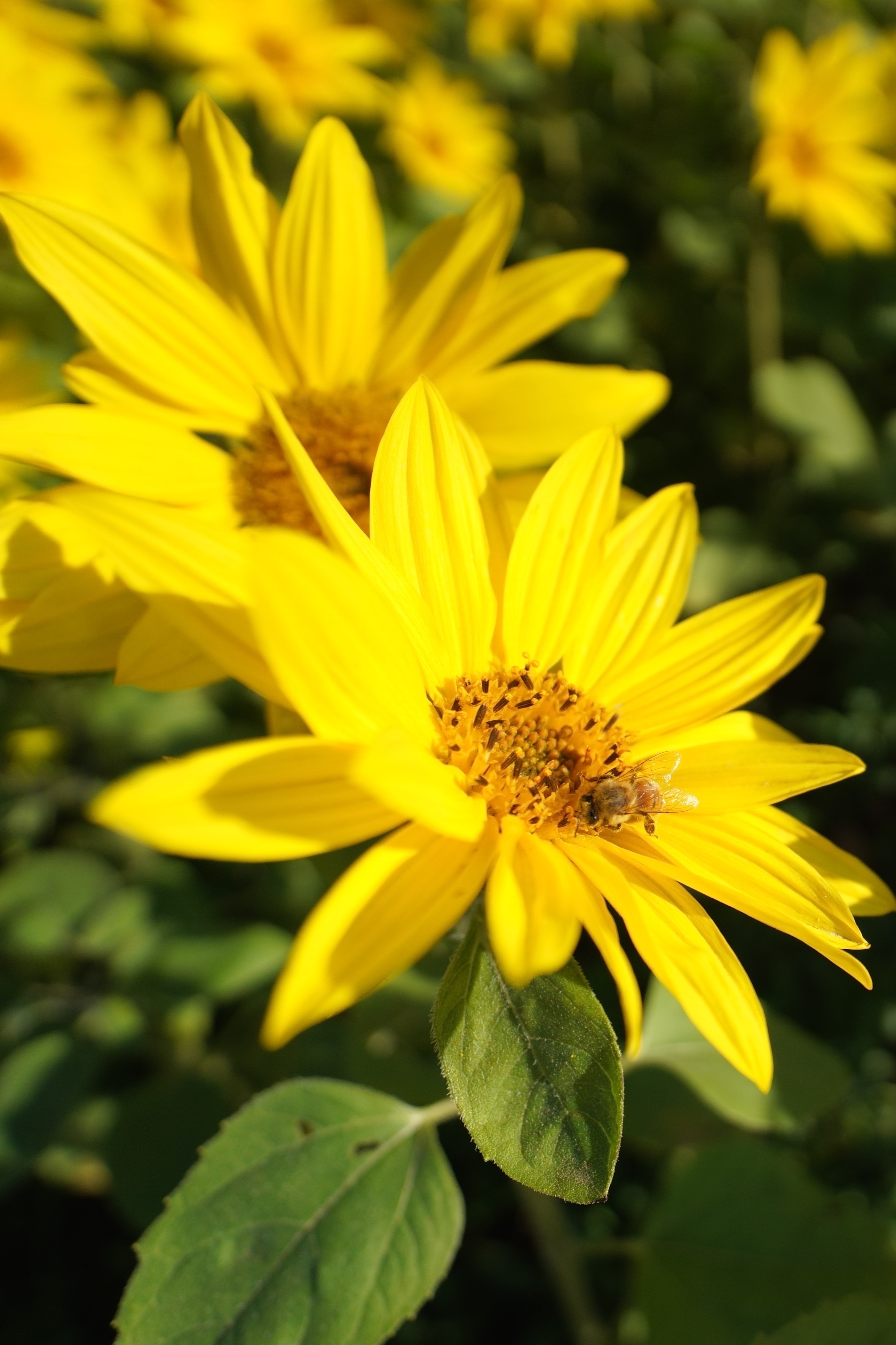 ひまわりの蜜を集めるミツバチ