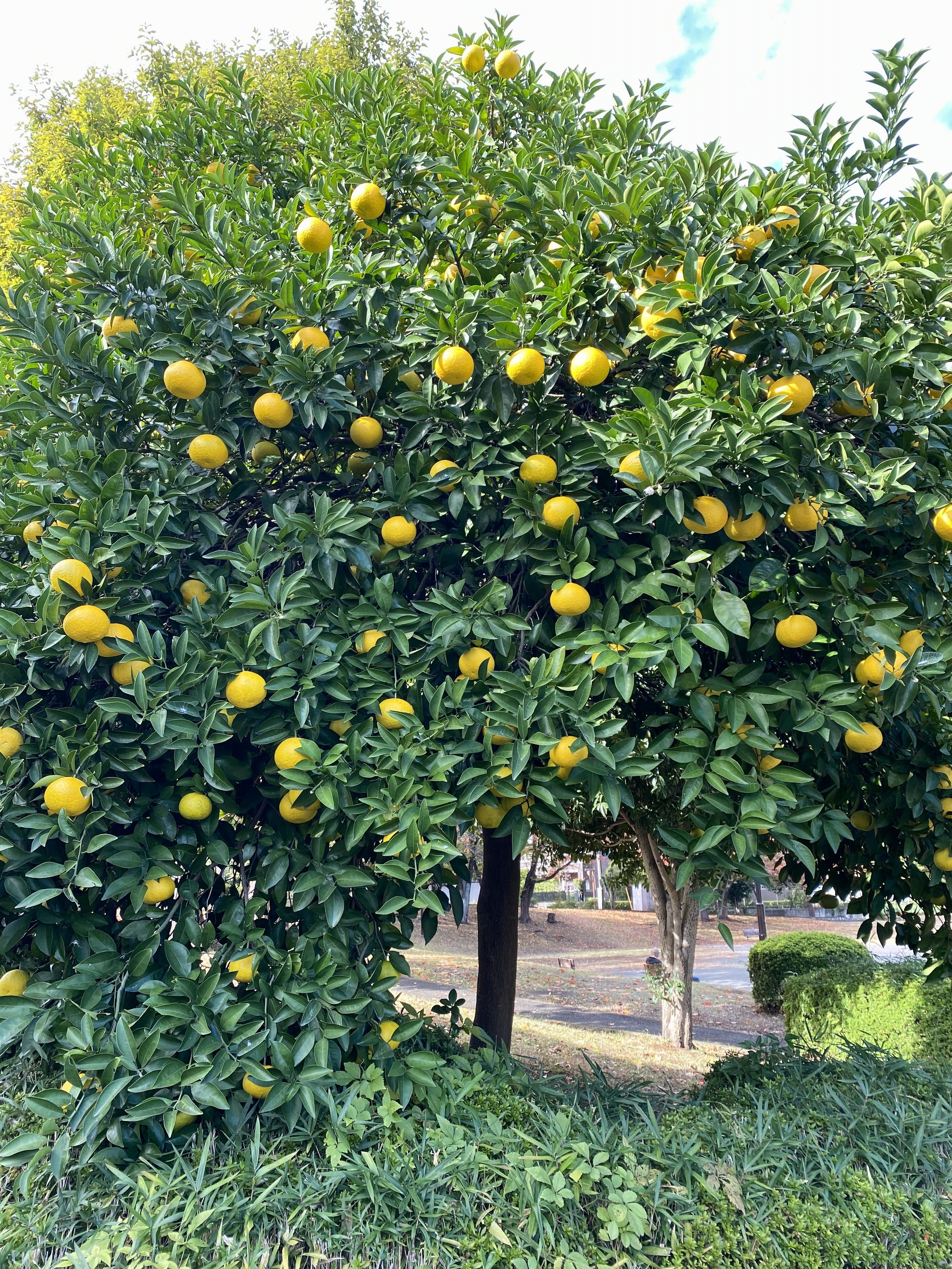 十日市場公園の柑橘の木
