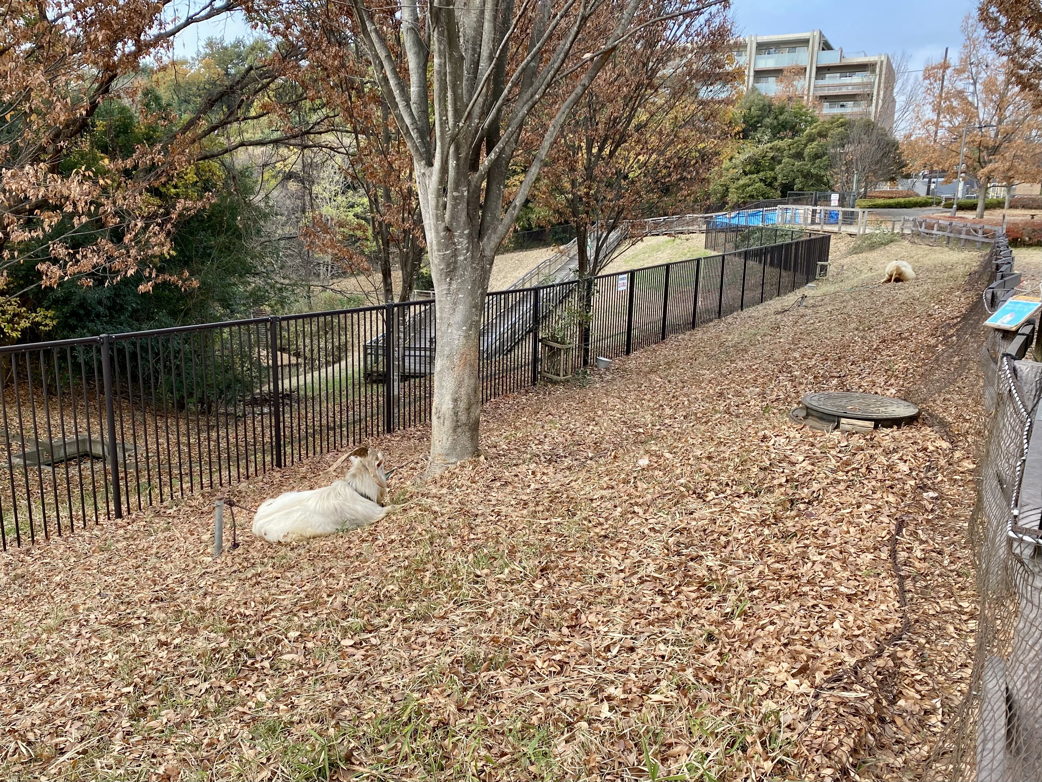 げんくんとかいくん