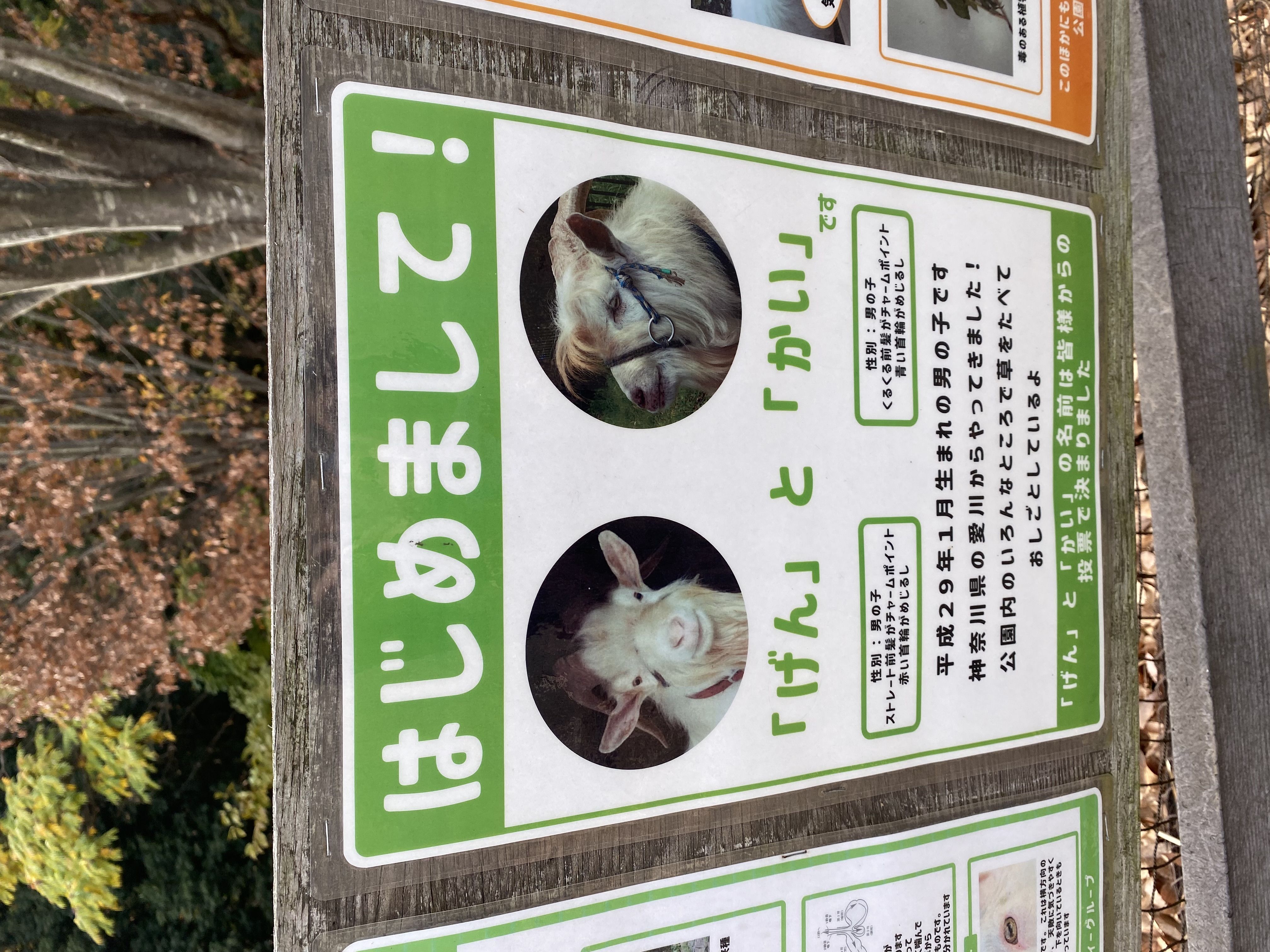 玄海田公園のヤギ、「げんくん」と「かいくん」