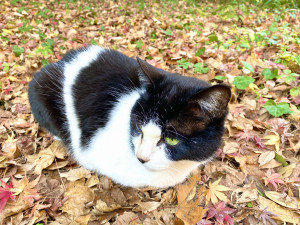 四季の森公園のねこ