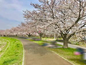 鴨居桜並木