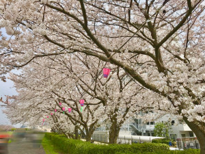 鴨居桜並木