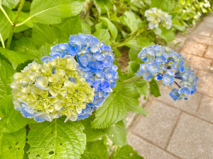 紫陽花