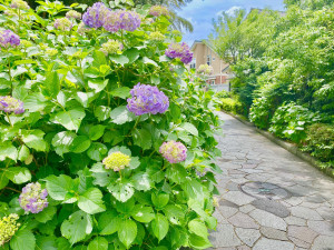紫陽花